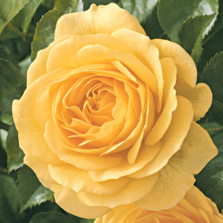 Julia Child Patio Tree Rose 69914