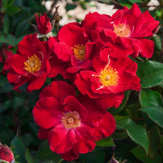 Top Gun Shrub Rose