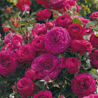 Celestial Night Floribunda Rose