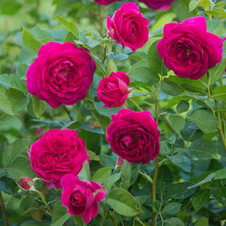 Celestial Night Floribunda Rose