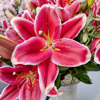 El Capitan Lily Tree