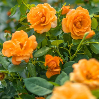 Orange Freedom Rose