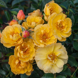 Sunshine Happy Trails Groundcover Rose