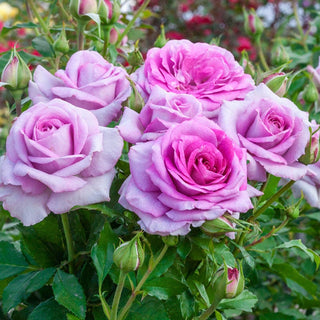 Violets Pride Floribunda Rose