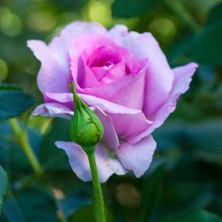 Violets Pride Floribunda Rose