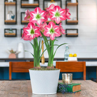 Exposure Amaryllis Duo