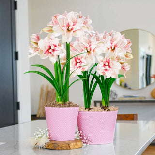 Elvas Amaryllis Single Duo