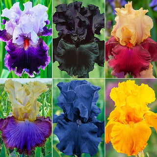 Brecks Showtime Bearded Iris Collection