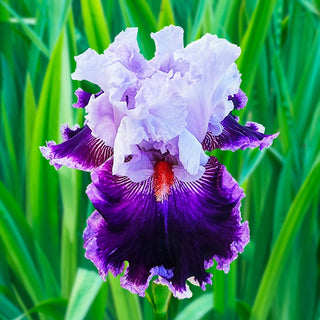 Brecks Showtime Bearded Iris Collection