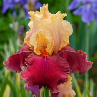 Brecks Showtime Bearded Iris Collection