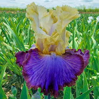 Brecks Showtime Bearded Iris Collection