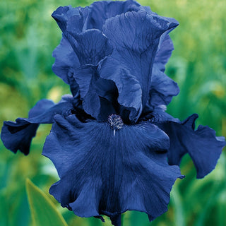 Brecks Showtime Bearded Iris Collection