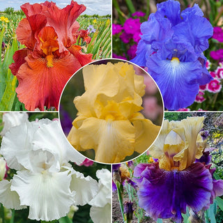 Reblooming Bearded Collection Iris