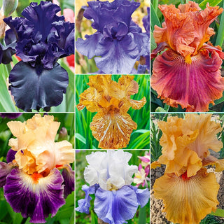 Iris Rainbow Collection