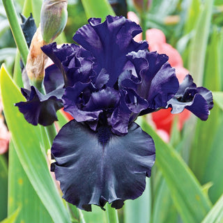 Iris Rainbow Collection