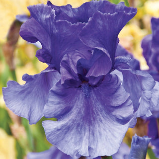 Iris Rainbow Collection