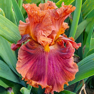 Iris Rainbow Collection