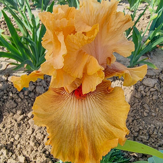 Iris Rainbow Collection