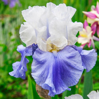 Iris Rainbow Collection