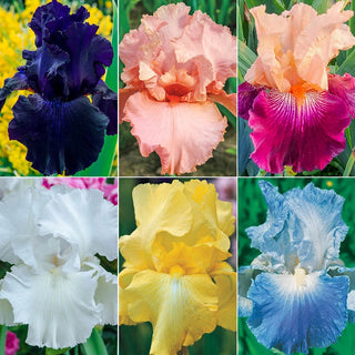 Twice As Nice Iris Reblooming Collection