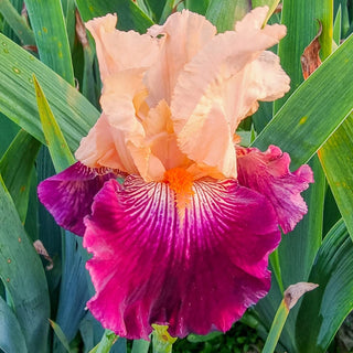 Dark Before Dawn Reblooming Bearded Iris