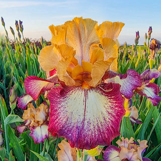 All The Time Reblooming Bearded Iris