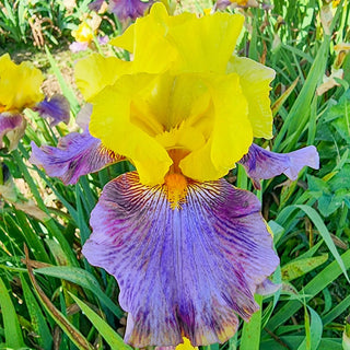 Sunrise At Sea Reblooming Bearded Iris