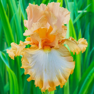 Barbara My Love Bearded Iris