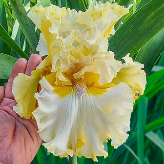 Bring Me Diamonds Reblooming Bearded Iris