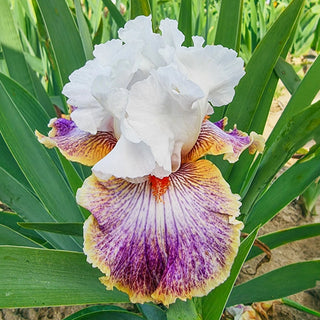 Colours Of The Wind Bearded Iris