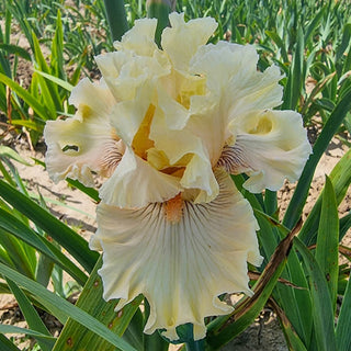 Cotillion Gown Bearded Iris