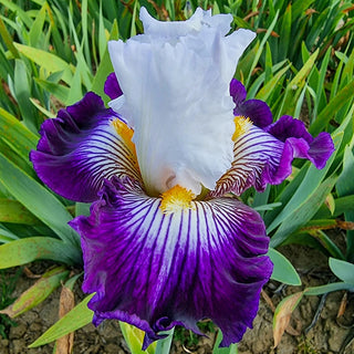 Dancing Star Bearded Iris