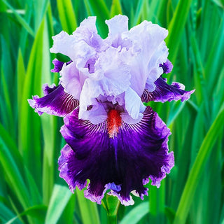 Daring Deception Bearded Iris