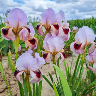 Dubai Arilbred Iris