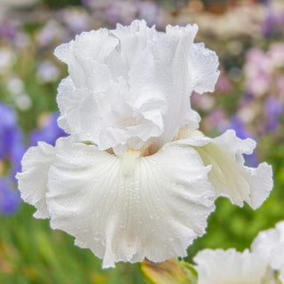 Got Milk Bearded Iris