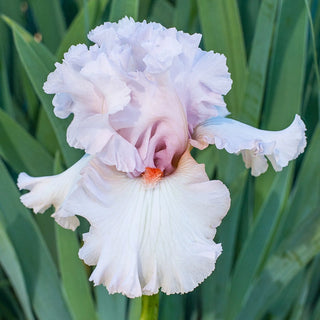 Head Over Heals Bearded Iris