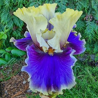 Lets Romp Bearded Iris