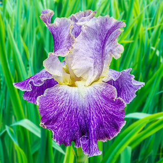 Moonlit Water Bearded Iris