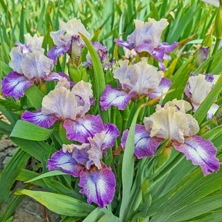 Pathway Border Bearded Iris