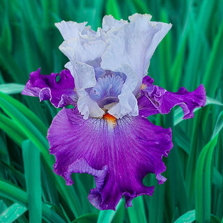 Picadilly Party Bearded Iris