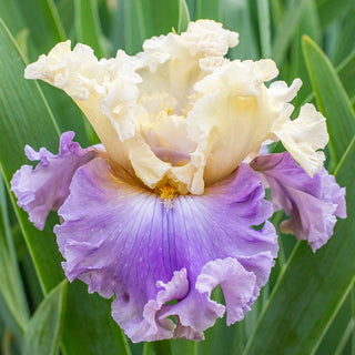 Rhythm Of Love Bearded Iris