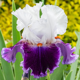 Royal Orders Bearded Iris