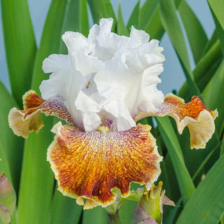 Sassy Tart Bearded Iris