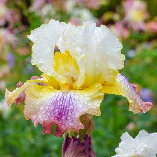 Sunrise Splendor Bearded Iris