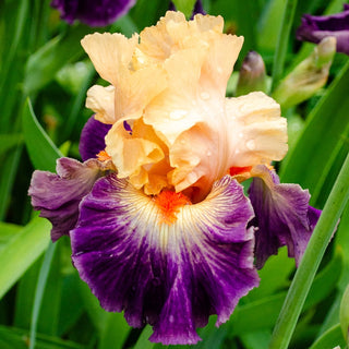 Undercurrent Bearded Iris