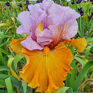 Valley Of Dreams Bearded Iris