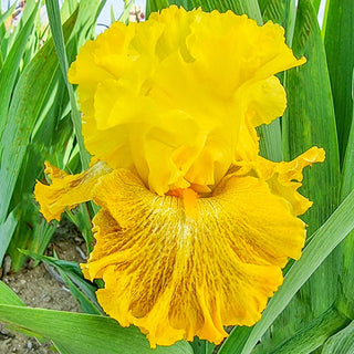 Woven Sunlight Bearded Iris