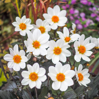 Dahlegria White Dahlia