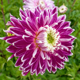 Vancouver Dahlia