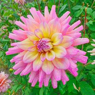 Bahama Mama Dahlia